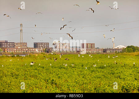 Die Niederlande, Amsterdam. IJburg Viertel. Nistplatz für verschiedene Vogelarten. Stockfoto