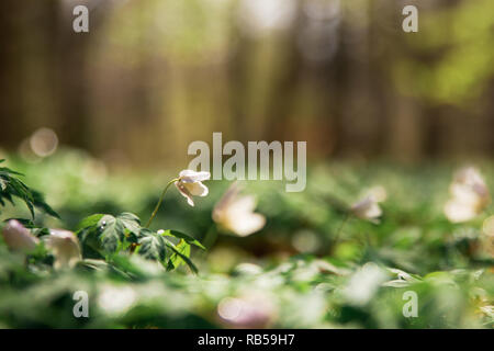 Anemone officinalis in einem Pålsjö-Waldes in Helsingborg, Schweden am frühen Morgen mit Tau und Wasser auf die Blumen. Stockfoto