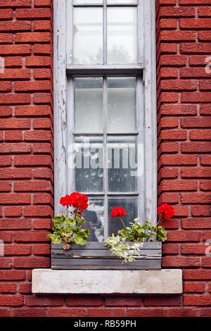 Historische brick House Fassade und Fenster mit roten Geranien Blumen in einem Blumentopf auf der Fensterbank Stockfoto