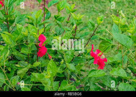 Leuchtend rote große Blume von lila Hibiskus auf grünen Blättern natürlichen Hintergrund. Hibiscus hawaiian Pflanzenwachstum im Regenwald Dschungel Laub & Sunligh Stockfoto