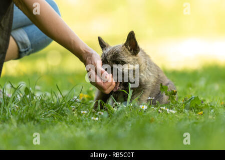 Cairn Terrier Welpen 13 Wochen alt. Süße kleine Hund spielt mit seinem Besitzer auf der grünen Wiese. Stockfoto