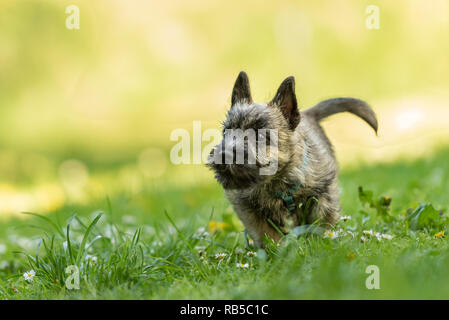 Cairn Terrier Welpen 13 Wochen alt. Süße kleine Hund läuft über einer Wiese Stockfoto