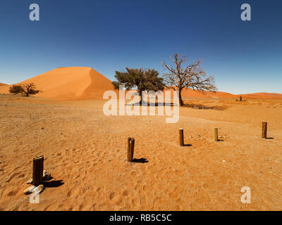 Wüstenlandschaft mit roten Dünen und tote Bäume und rootsat Camelthorn in Deadvlei, Salz pan Sossusvlei. Namib Naukluft National Park, Namibia Stockfoto