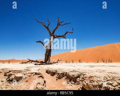 Tot Camelthorn Bäume und Wurzeln gegen die roten Dünen und blauer Himmel im Deadvlei, Salz pan Sossusvlei. 450 Jahre alten toten Bäumen. Namib-Naukluft-Nationalpark Stockfoto