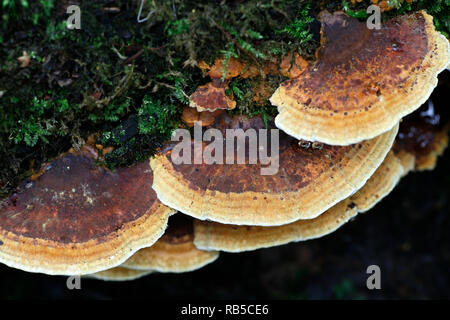 Erle Halterung Pilz, Inonotus radiatus Stockfoto