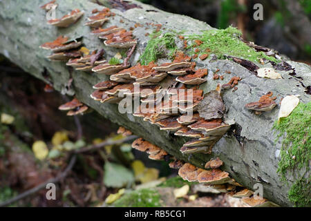 Erle Halterung Pilz, Inonotus radiatus Stockfoto