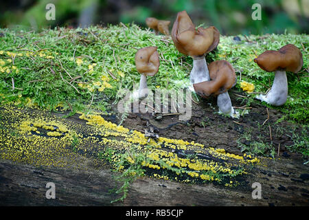 Gyromitra infula, die gemeinhin als die vermummten false Morel oder die Elfin Sattel bekannt Stockfoto