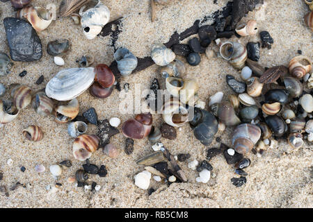 Verschiedene Muscheln und Steine im Sand. Sommer Urlaub Hintergrund. Stockfoto