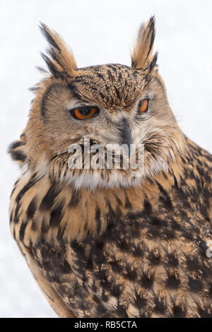 Aahiyama Zoo in Hokkaido, Japan Stockfoto