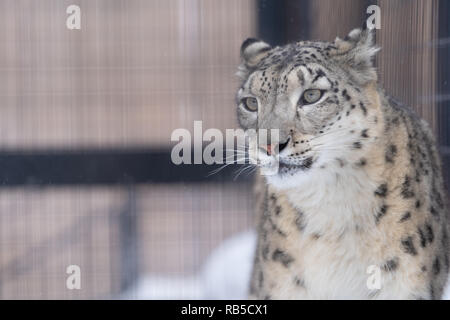 Aahiyama Zoo in Hokkaido, Japan Stockfoto