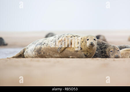 Grau Dichtung auf Donna Nook Strand in Lincolnshire, Großbritannien. Stockfoto