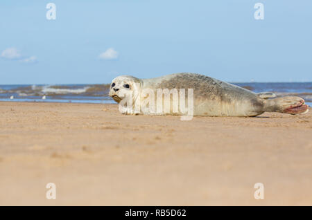 Gemeinsame seal Pup auf Donna Nook Strand in Lincolnshire, Großbritannien. Stockfoto