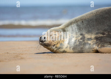 Grau Dichtung auf Donna Nook Strand in Lincolnshire, Großbritannien. Stockfoto