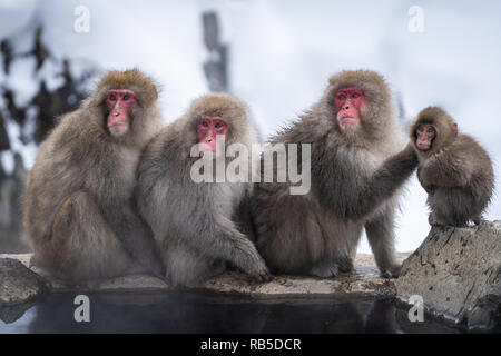 Japanmakaken genießen Sie ein heißer Frühling in Jigokudani Monkey Park in der Nähe von Nagano, Japan Stockfoto