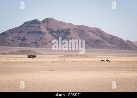 Oryx in der Wüste in Namibia Stockfoto