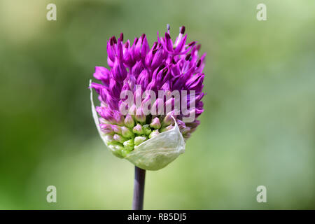 Makroaufnahme einer purpurroten allium Blume Stockfoto