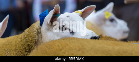 Übersicht Texel Schafe vor einem Verkauf an Borderway Auktion Mart, Carlisle, Cumbria. Stockfoto