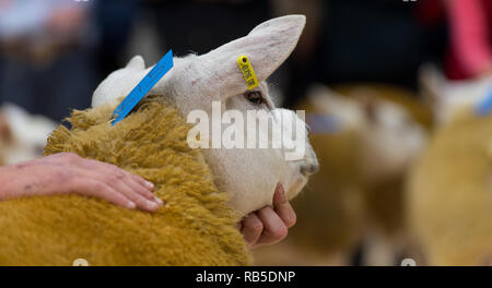 Übersicht Texel Schafe vor einem Verkauf an Borderway Auktion Mart, Carlisle, Cumbria. Stockfoto