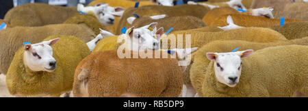 Übersicht Texel Schafe vor einem Verkauf an Borderway Auktion Mart, Carlisle, Cumbria. Stockfoto