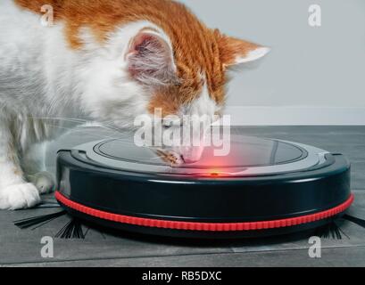 Nahaufnahme einer tabby Katze schauen neugierig zu einem Roboter Staubsauger. Stockfoto