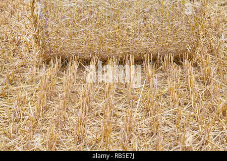 Nahaufnahme Bild eines Stroh ballen mit Stoppeln vor. Stockfoto