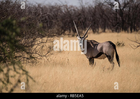 Oryx Gazelle in Grasland im Etosha Stockfoto