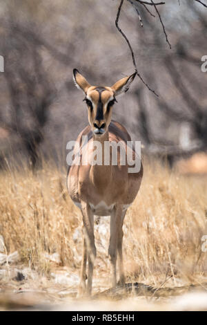 Impala Antilopen starrt in die Kamera Stockfoto
