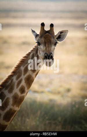 Starrte Giraffe im Etosha Nationalpark Stockfoto