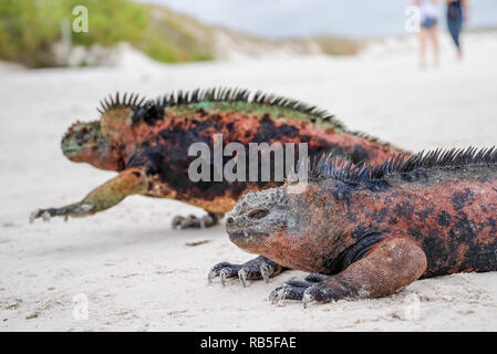 Portrait von Galapagos mariner Leguan wärmen sich in der Sonne. Der einzige See Eidechse zum Aufwärmen, bevor Sie tauchen als kaltblütige kann es nur im Wasser für einen kurzen Aufenthalt braucht Stockfoto