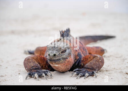 Portrait von Galapagos mariner Leguan wärmen sich in der Sonne. Der einzige See Eidechse zum Aufwärmen, bevor Sie tauchen als kaltblütige kann es nur im Wasser für einen kurzen Aufenthalt braucht Stockfoto