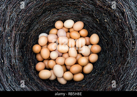 Huhn Eier in den Filialen Stockfoto