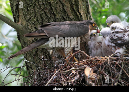 Sperber (Accipiter nisus) Weibchen füttern ihre Küken, UK. Stockfoto