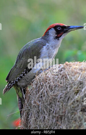 Grünspecht (Picus viridis) auf der Suche nach Ameisen, UK. Stockfoto