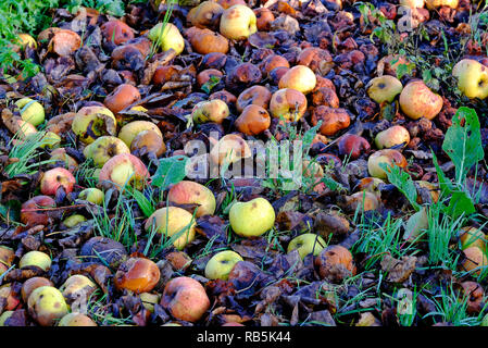 Alte verrottenden Äpfel auf grünen Gras im Garten Stockfoto