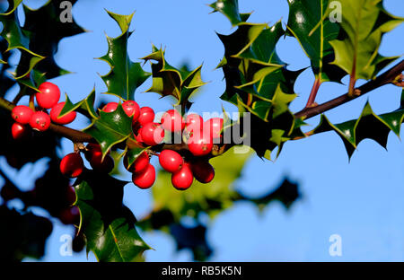 Rote Beeren und Grünen holly Blätter Stockfoto