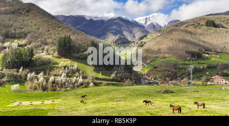 Panorama der Pferde in Picos de Europa National Park in Spanien Stockfoto
