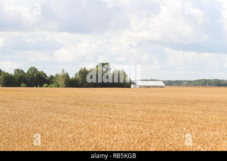 Blick auf die Landschaft von farmside Landschaft. In Europa - Lettland. Stockfoto