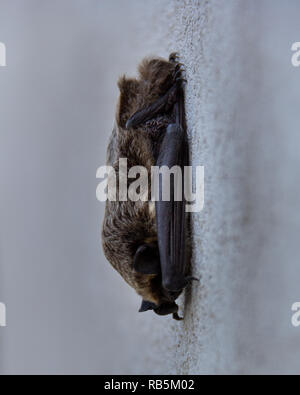 Eine Fledermaus hängt kopfüber von einem strukturierte weiße Wand Stockfoto