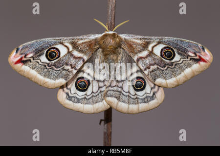 Kleine Kaiser Motte (Saturnia pavonia) Stockfoto