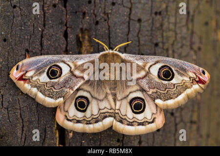 Kleine Kaiser Motte (Saturnia pavonia) Stockfoto