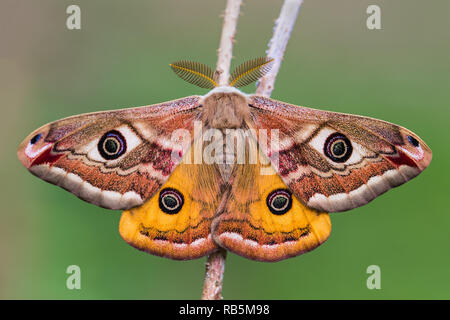 Kleine Kaiser Motte (Saturnia pavonia) Stockfoto