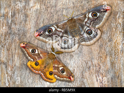 Kleine Kaiser Motte, männlich und weiblich (Saturnia pavonia) Stockfoto