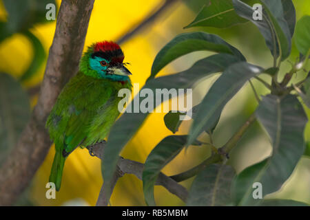 Blue-throated Barbet (Psilopogon asiaticus): nachdenkliche Stimmung Stockfoto