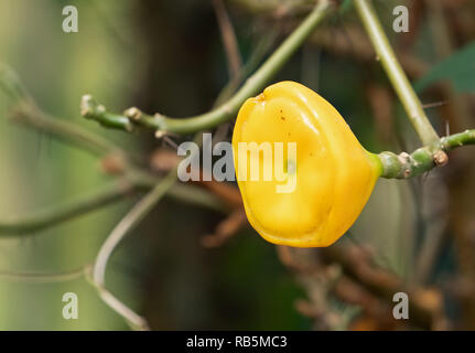 Closeup Rose Cactus Obst isoliert auf Hintergrund Stockfoto