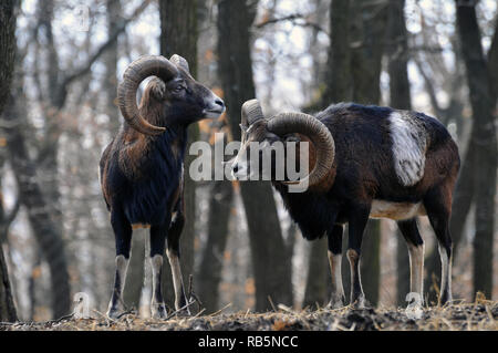 Mouflon, Europäischer Mufflon, Ovis aries musimon, Ovis orientalis musimon, Ovis gmelini orientalis, Muflon Stockfoto