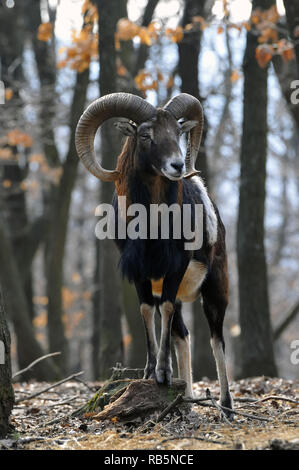 Mouflon, Europäischer Mufflon, Ovis aries musimon, Ovis orientalis musimon, Ovis gmelini orientalis, Muflon Stockfoto