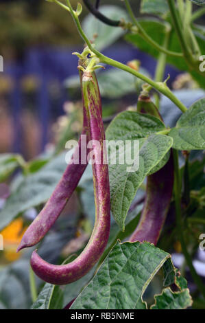 "Phaseolus vulgaris 'Purple französische Klettern Bean" Jimenez' an RHS Garden Harlow Carr, Harrogate, Yorkshire gewachsen. England, UK. Stockfoto