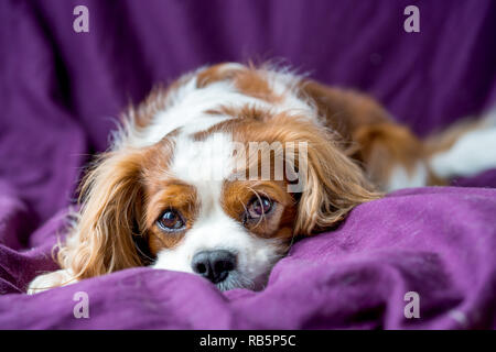 Cavalier King Charles Spaniel Stockfoto