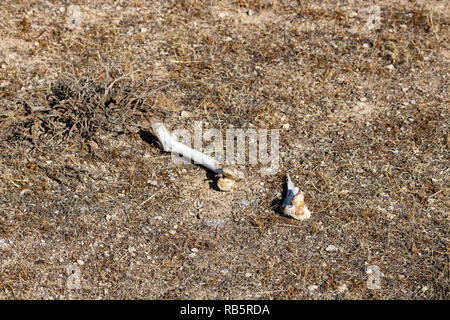 Der Tierknochen auf der Kaboudan Insel, die größte Insel der Urmia See Stockfoto