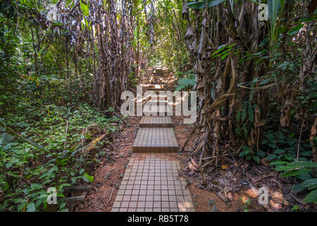 Wanderweg in Taman Eko Rimba an den KL Tower, Bukit Nanas, Kuala Lumpur, Malaysia Stockfoto